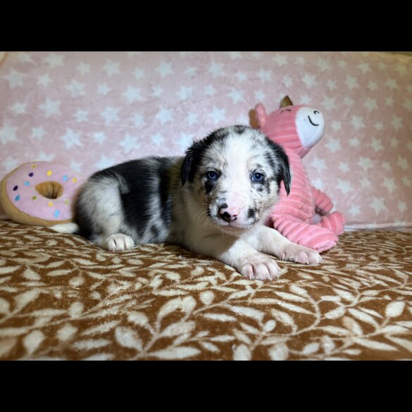 Border Collie - Both
