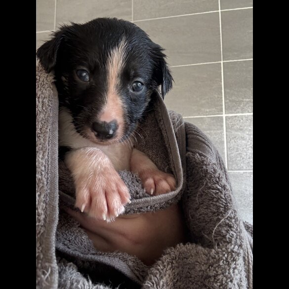 Border Collie - Both