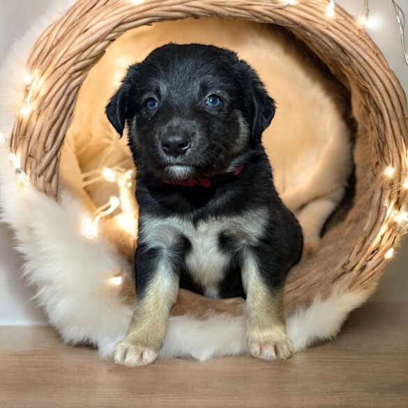 Border Collie - Both