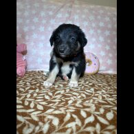 Border Collie - Both