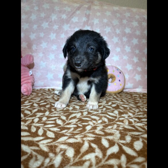 Border Collie - Both