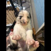 Border Collie - Both