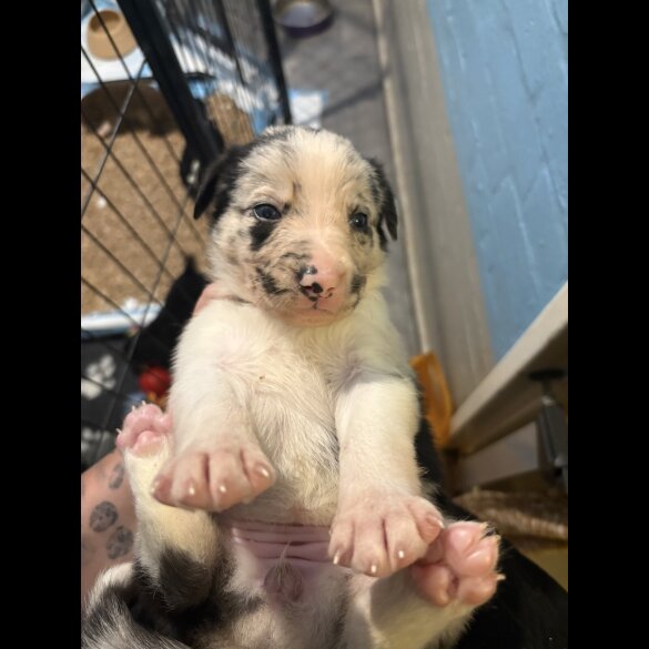 Border Collie - Both