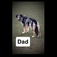 Border Collie - Both