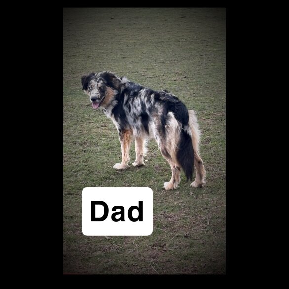 Border Collie - Both
