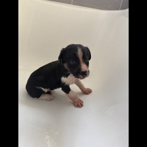 Border Collie - Both