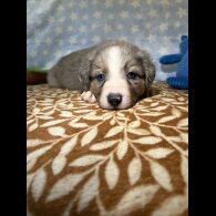 Border Collie - Both