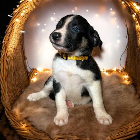 Border Collie - Both