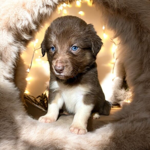Border Collie - Both