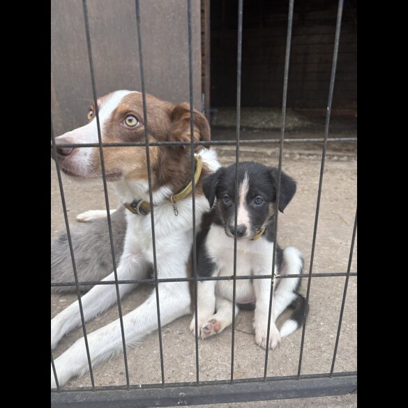 Border Collie - Both