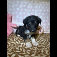 Border Collie - Both