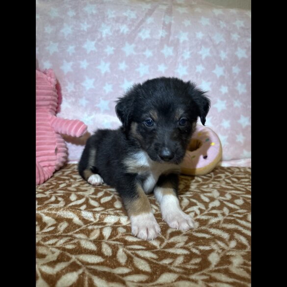 Border Collie - Both