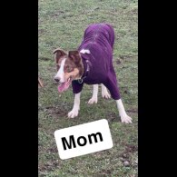 Border Collie - Both