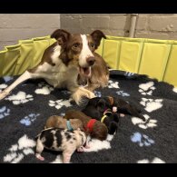 Border Collie - Both