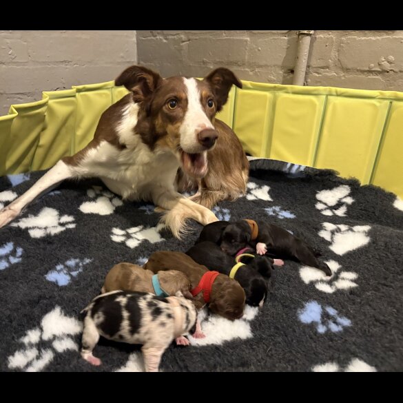 Border Collie - Both