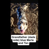 Border Collie - Both