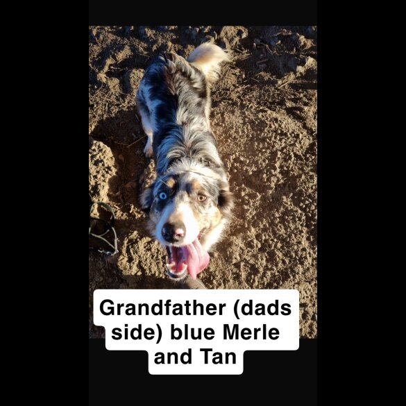 Border Collie - Both