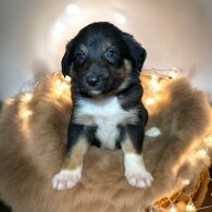 Border Collie - Both