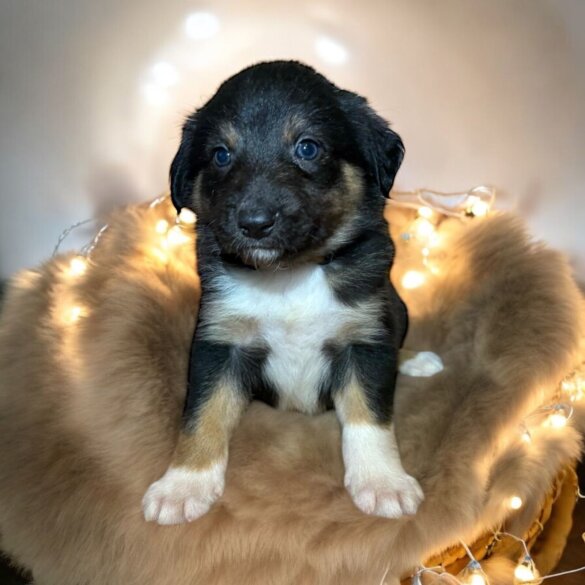 Border Collie - Both