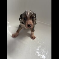 Border Collie - Both
