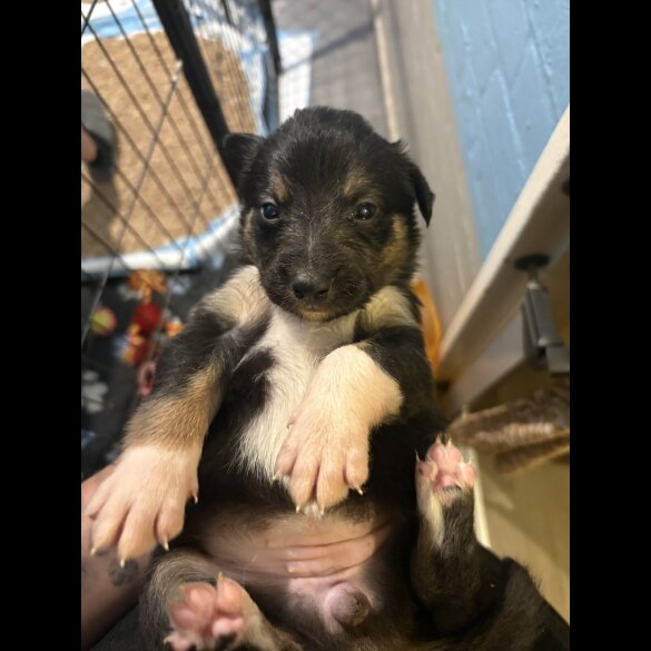 Border Collie - Both
