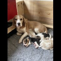 Beagle - Both