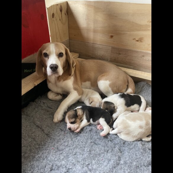 Beagle - Both