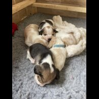 Beagle - Both