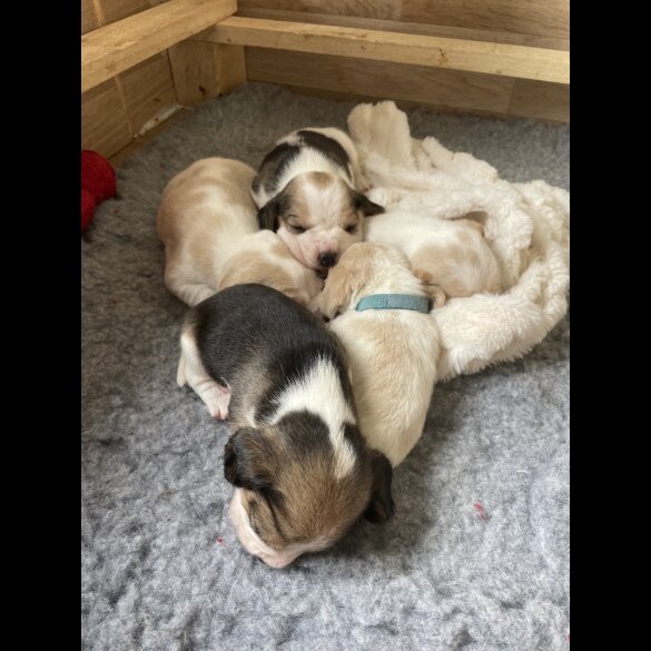 Beagle - Both