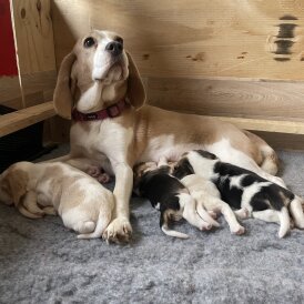 Beagle - Both