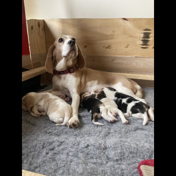 Beagle - Both