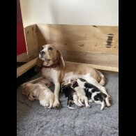 Beagle - Both