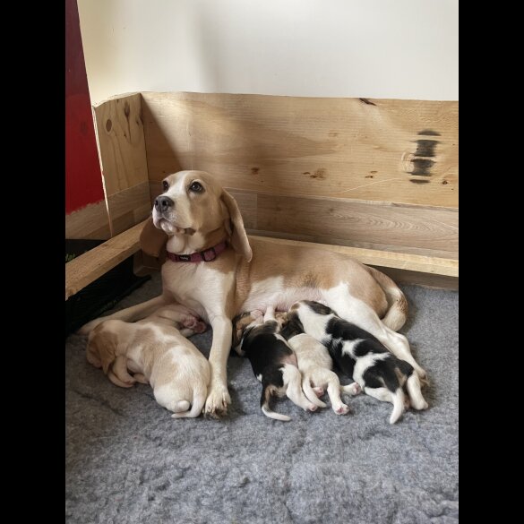 Beagle - Both