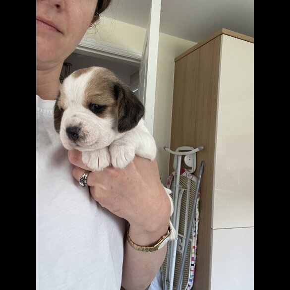 Beagle - Both