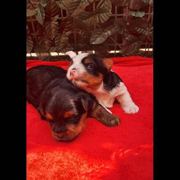 Biewer Terrier - Dogs
