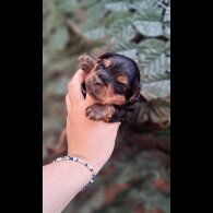 Biewer Terrier - Dogs