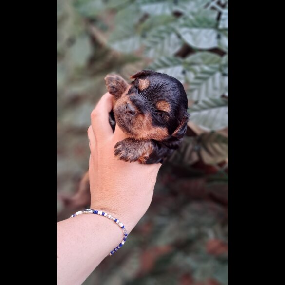 Biewer Terrier - Dogs