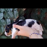 Biewer Terrier - Dogs