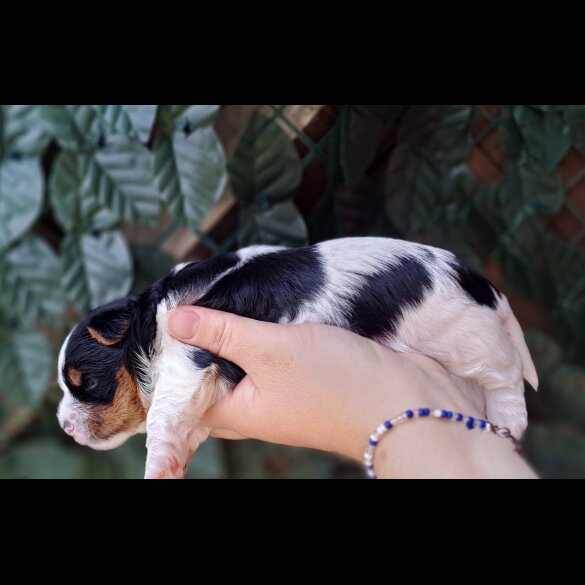 Biewer Terrier - Dogs