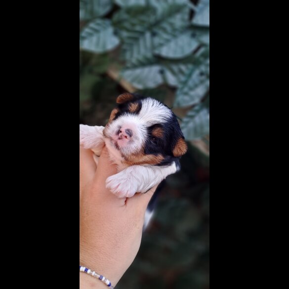 Biewer Terrier - Dogs