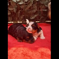 Biewer Terrier - Dogs