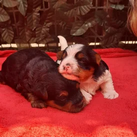 Biewer Terrier - Dogs