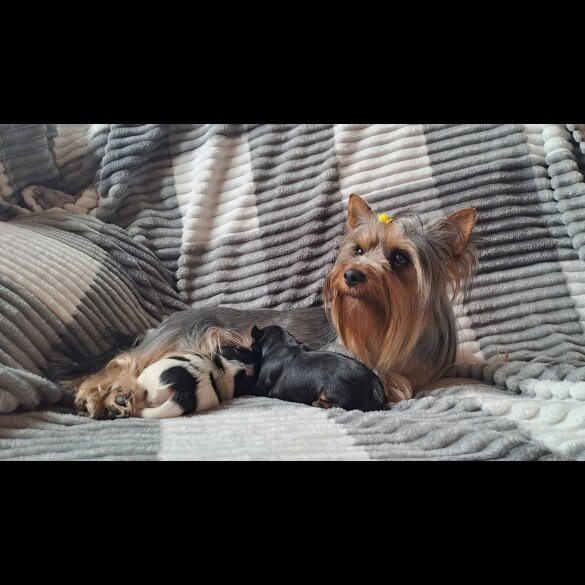 Biewer Terrier - Dogs