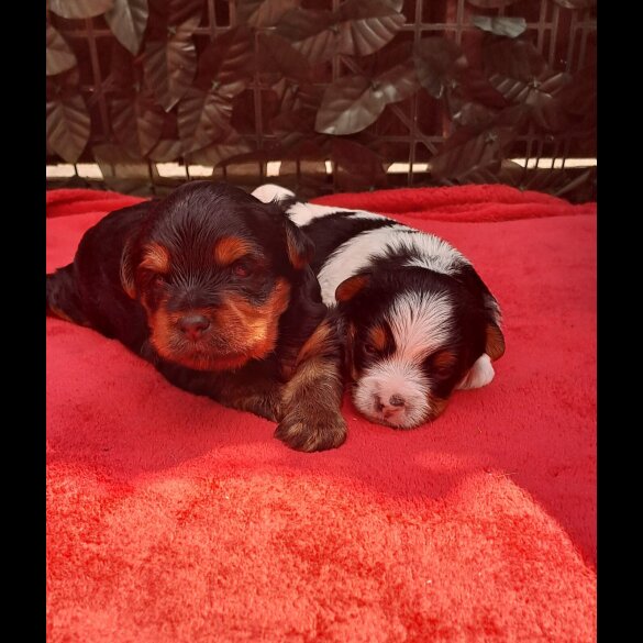 Biewer Terrier - Dogs