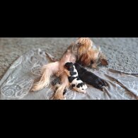 Biewer Terrier - Dogs