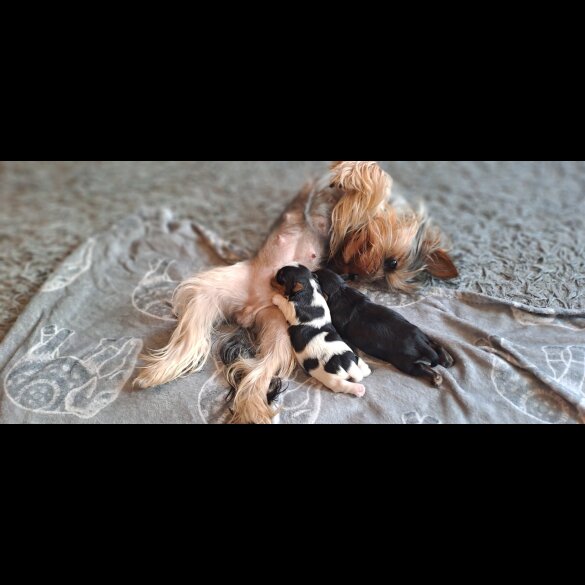Biewer Terrier - Dogs