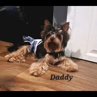 Biewer Terrier - Dogs