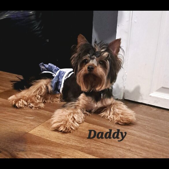 Biewer Terrier - Dogs