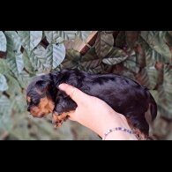 Biewer Terrier - Dogs