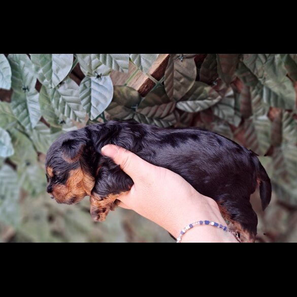 Biewer Terrier - Dogs